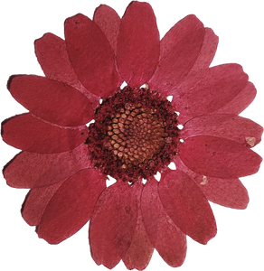 Pressed Red Flower